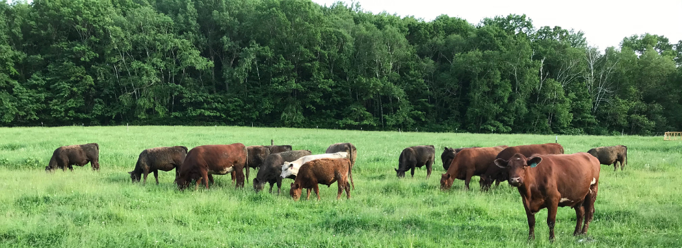 Rotational Grazing