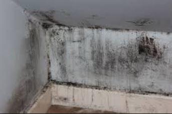 How to Read Your Mold Report – Paul Sakson Environmental